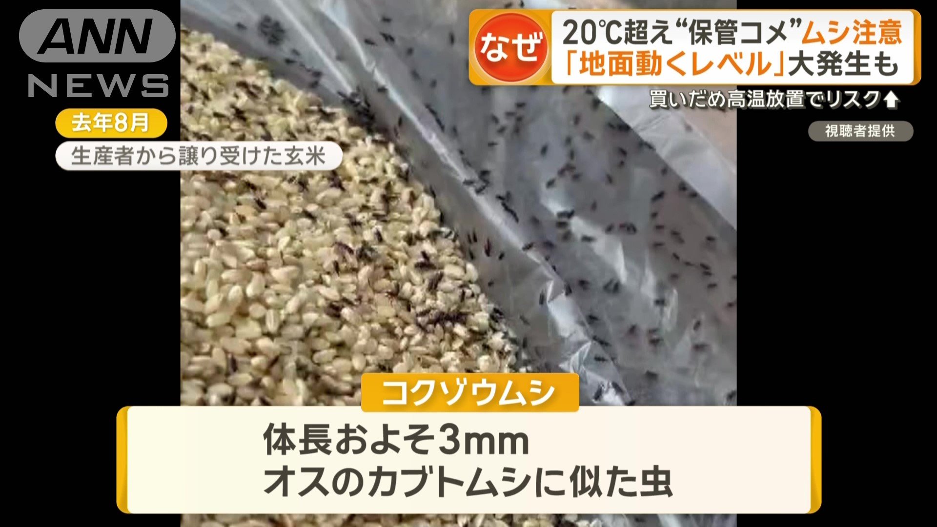 「コメ食いムシ」ことコクゾウムシ