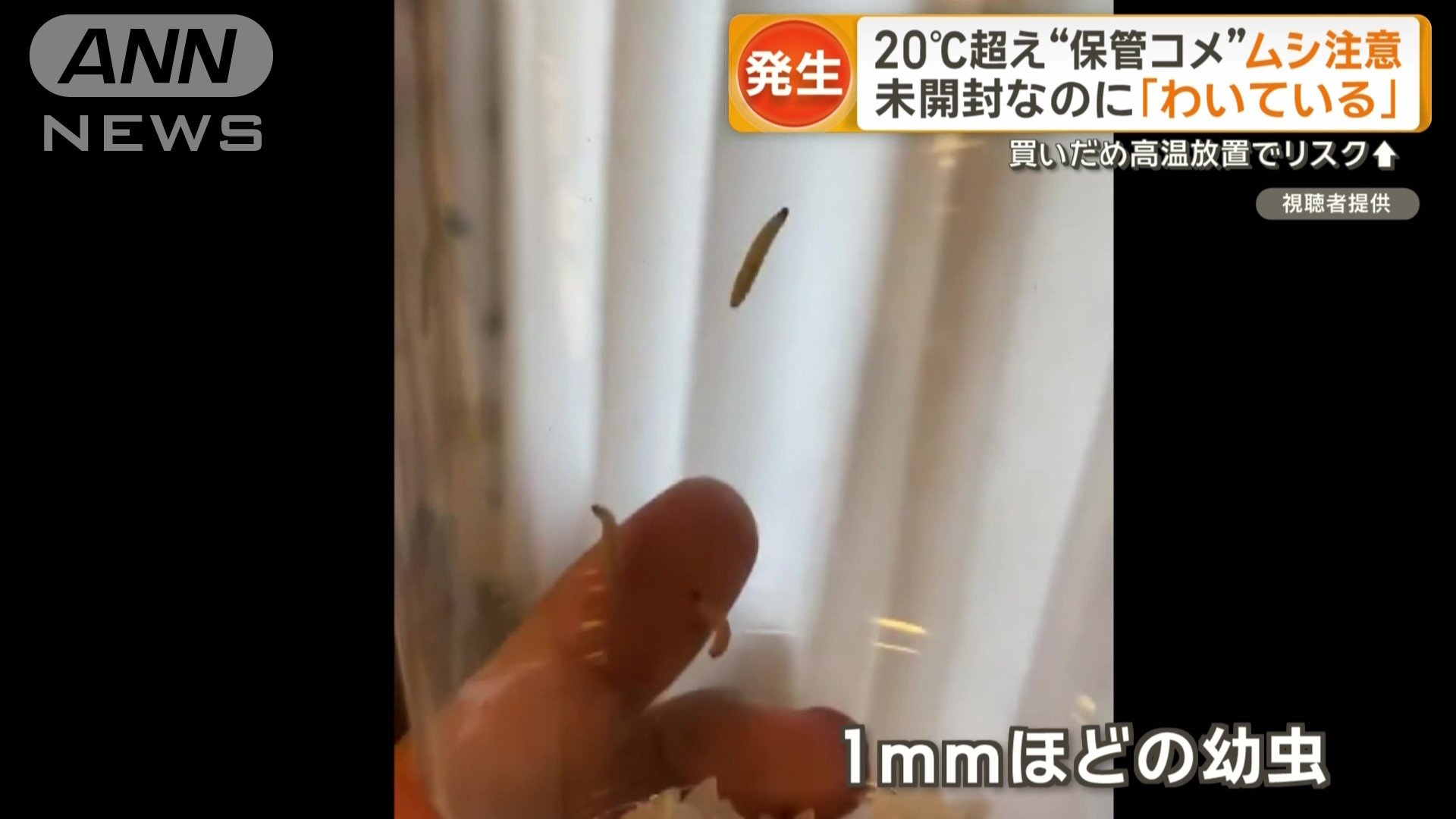 体長1ミリほどの幼虫