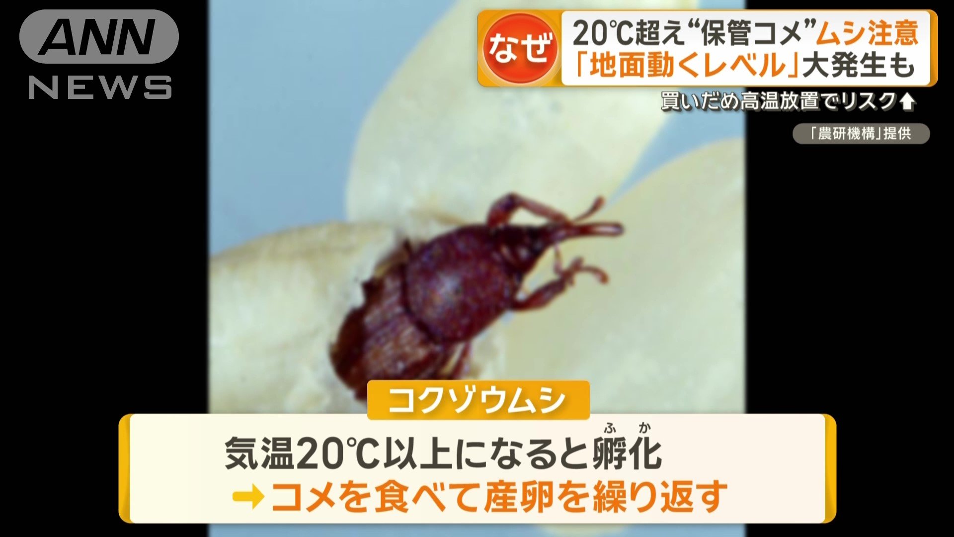 気温20℃以上になると孵化するコクゾウムシ