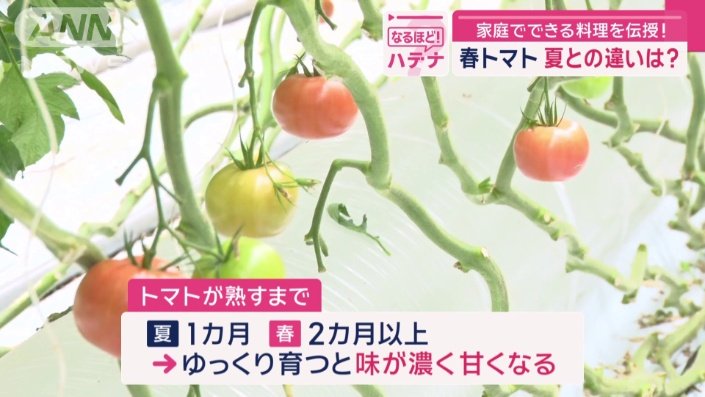 実が熟すまでの期間に違い