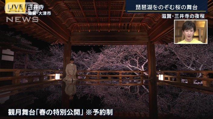 桜の咲く今だけしか見ることができない景色