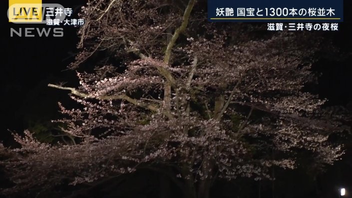 参道にある背の高い桜