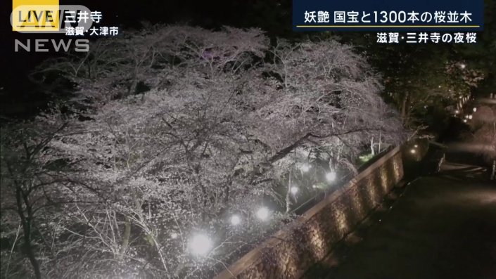 色々な桜