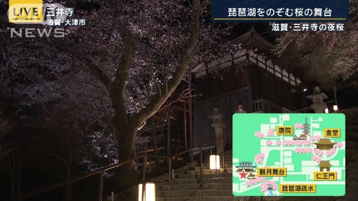 斜面にも多くの桜