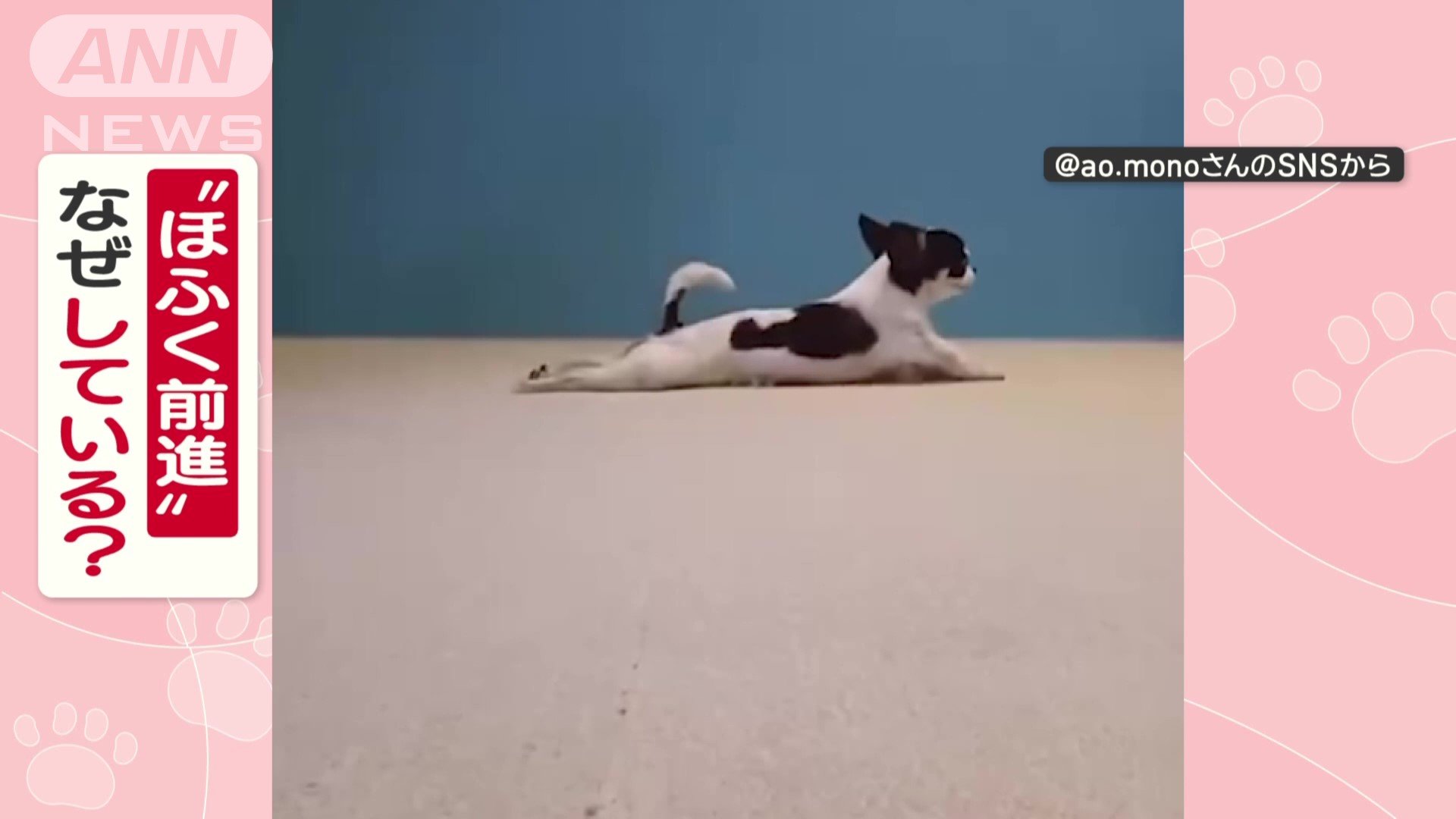 なぜ“ほふく前進”してる?