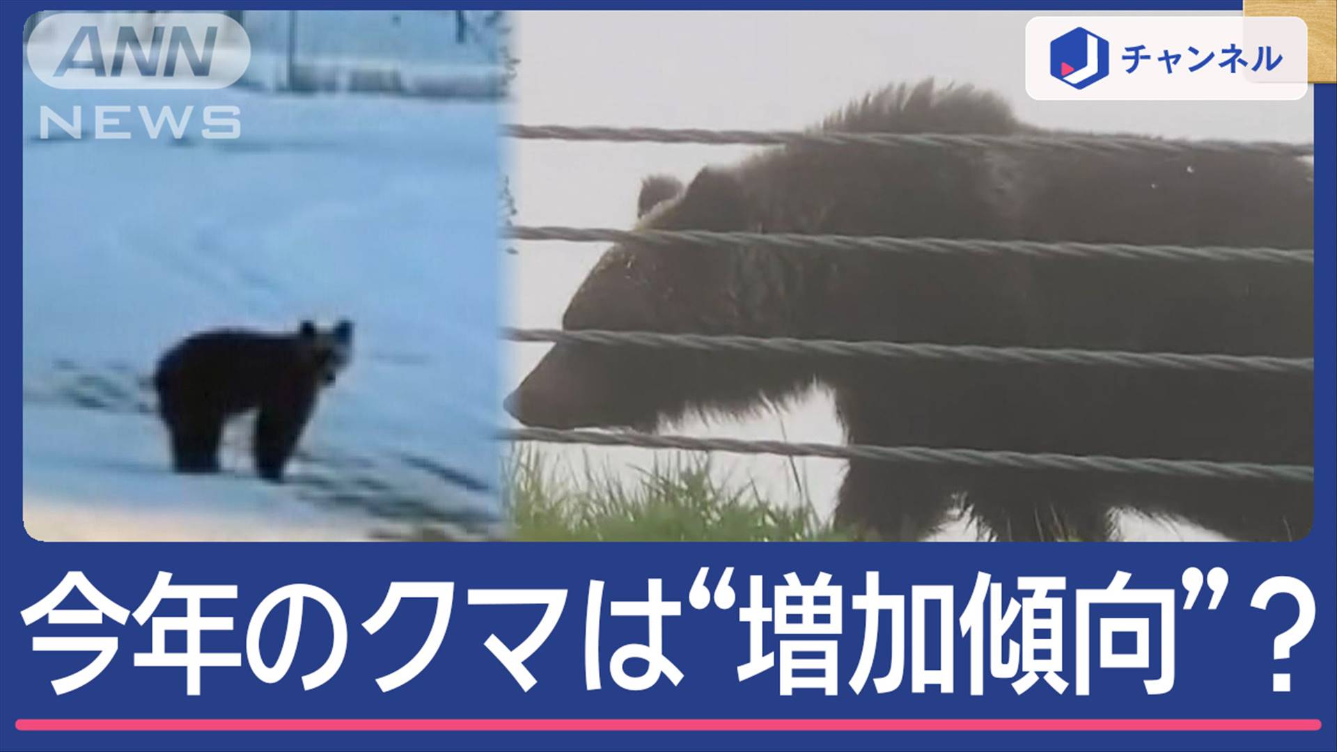 エサ豊富も危険！？ 今年のクマ要注意