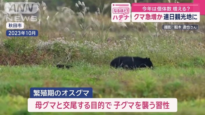 子連れの母グマを襲う習性