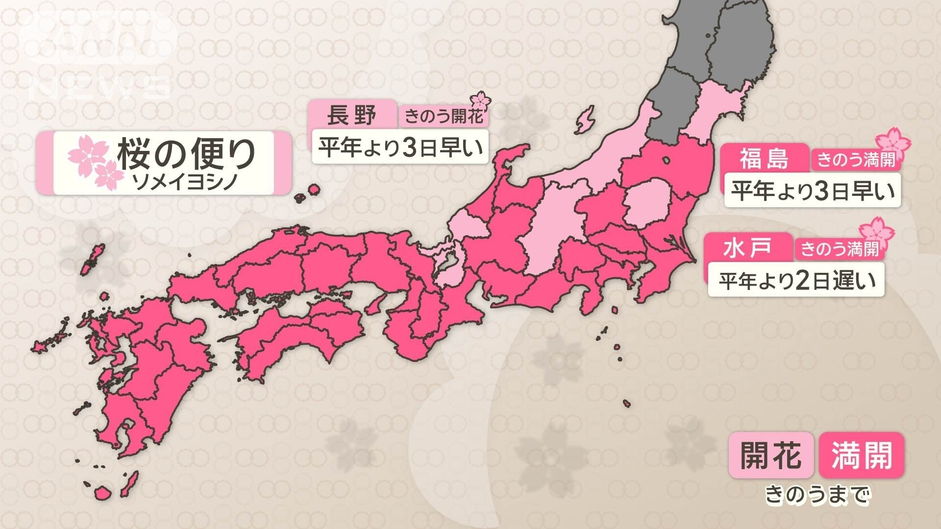 ソメイヨシノ　開花　満開