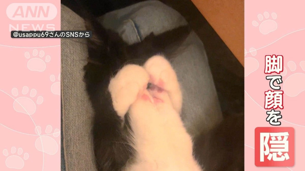 ひざの上のシャイなネコちゃん「恥ずかしいニャン」　顔隠し続け…照れ屋さんなの？