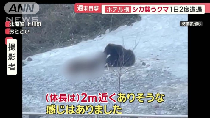 クマがシカを襲う
