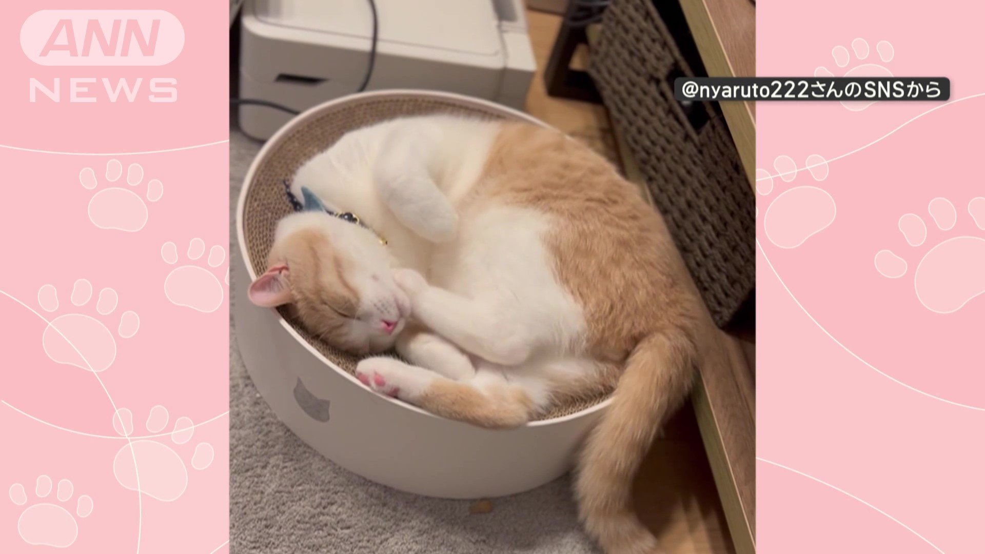 丸まって、くつろぐ