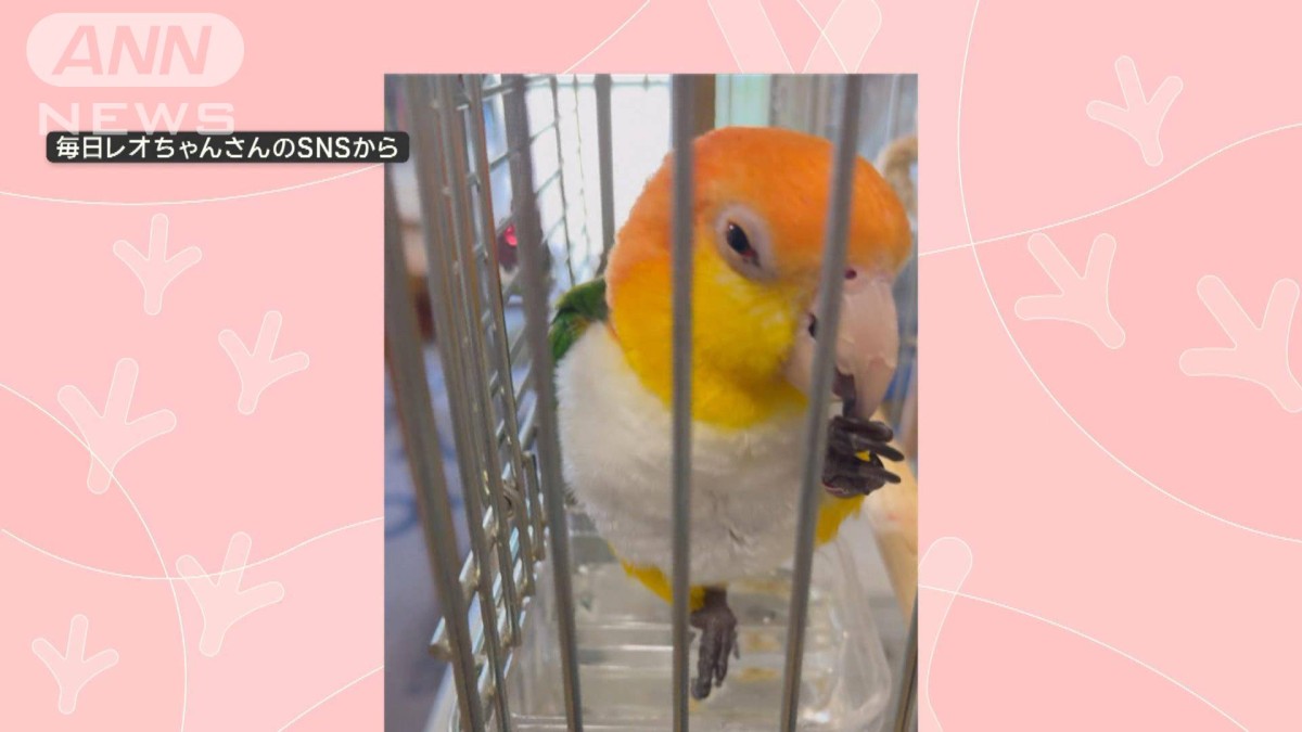 クセ強！手酌インコさん　器用に脚で水すくい、ちびちび…　なぜ脚を使って水飲むの？