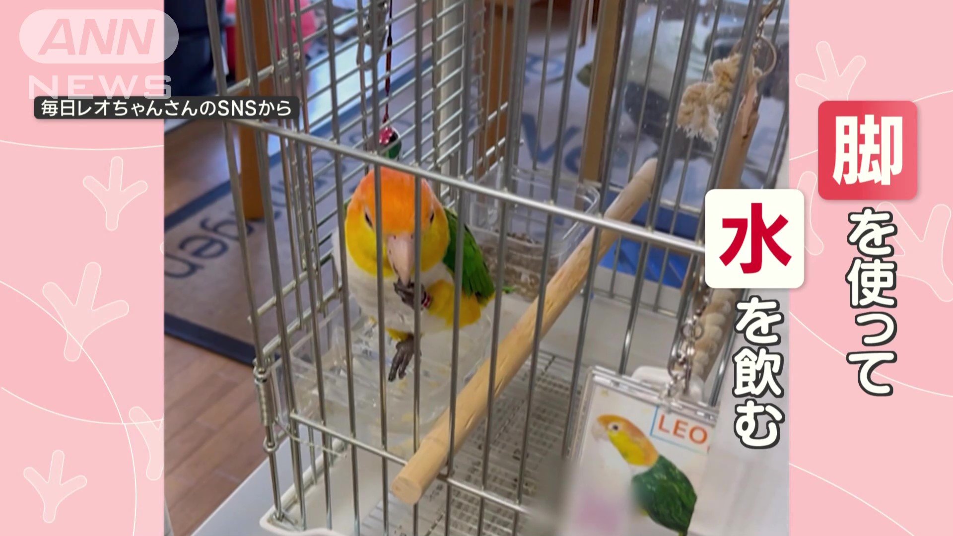 脚を使って水を飲む