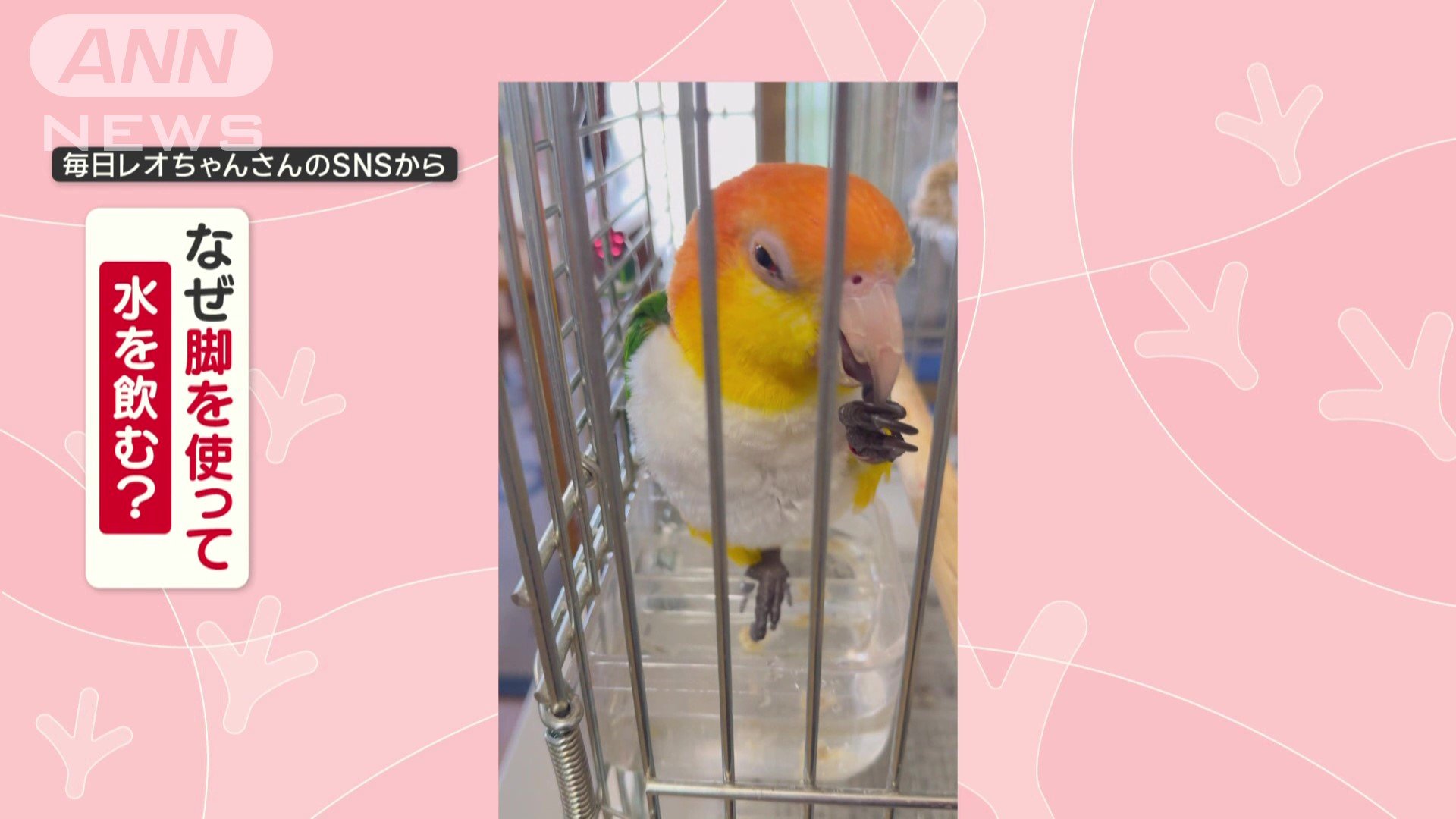 なぜ脚を使って水を飲む?