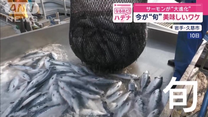 今がまさに養殖サーモンの旬