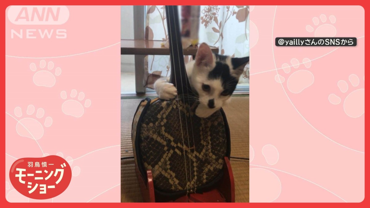 ナゾ行動！三線ワンマンライブするネコちゃん 慣れた手つきで奏でる