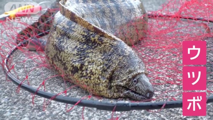 目の前の海で釣り上げたウツボ