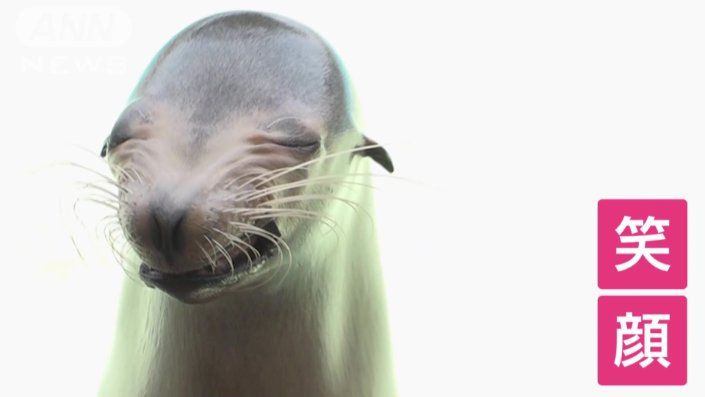 アシカの「ミクちゃん」