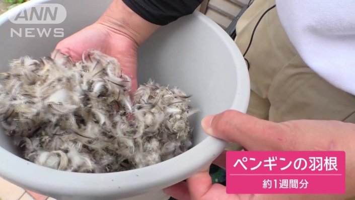 ペンギンの羽根