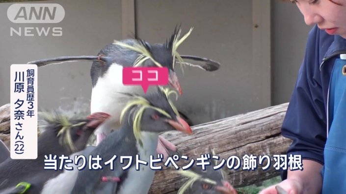 当たりはイワトビペンギンの飾り羽根
