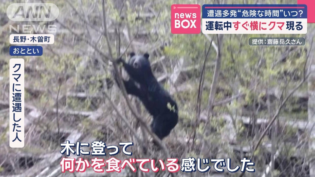 運転中すぐ横にクマ現れる 遭遇多発“危険な時間”いつ?