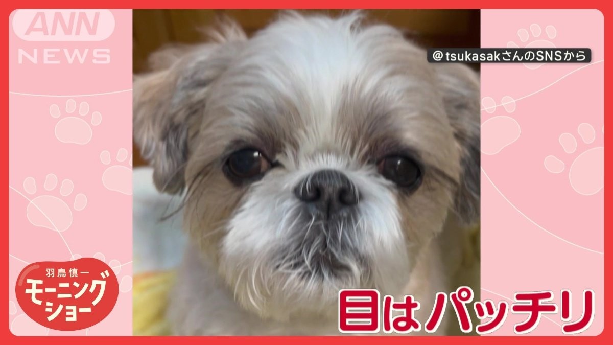 演技派ワンちゃん　寝ていても「おやつ」の言葉におめめパッチリ！　寝たふりしてる？