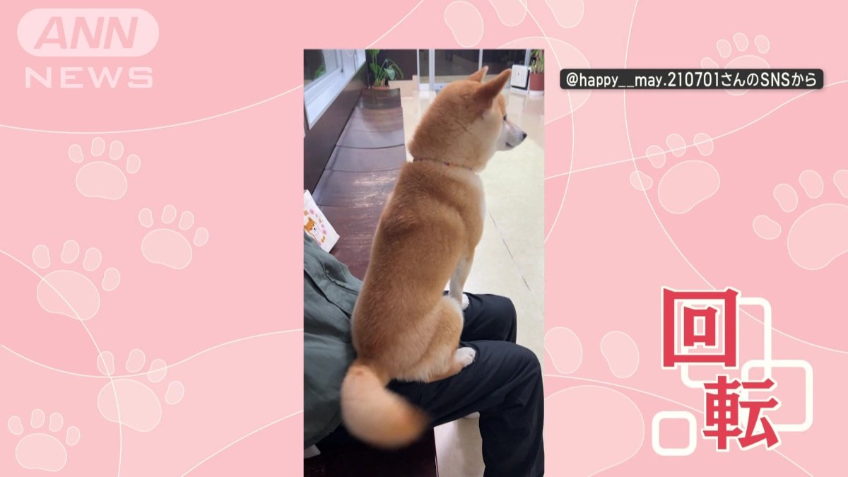 動物病院で…しっぽを回転