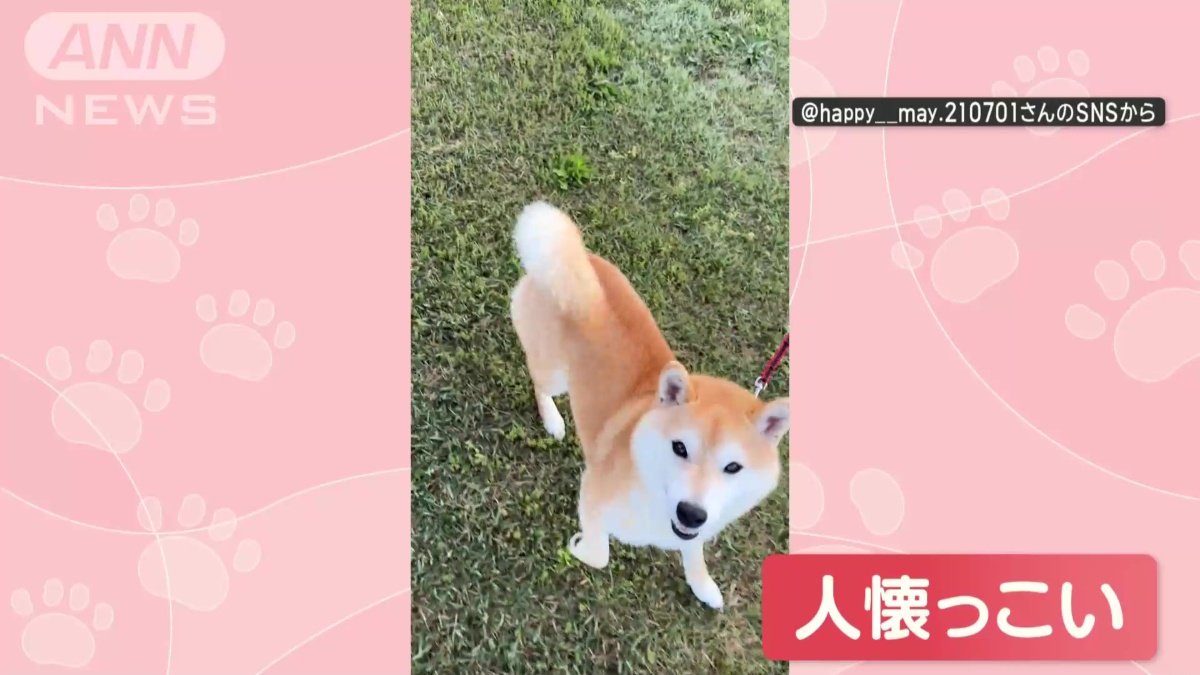 人懐っこい