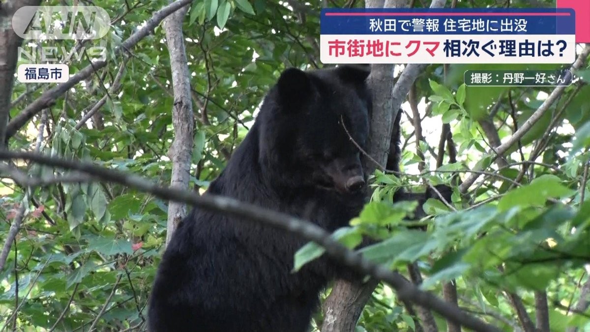 秋田クマなぜ市街地相次ぎ出没?
