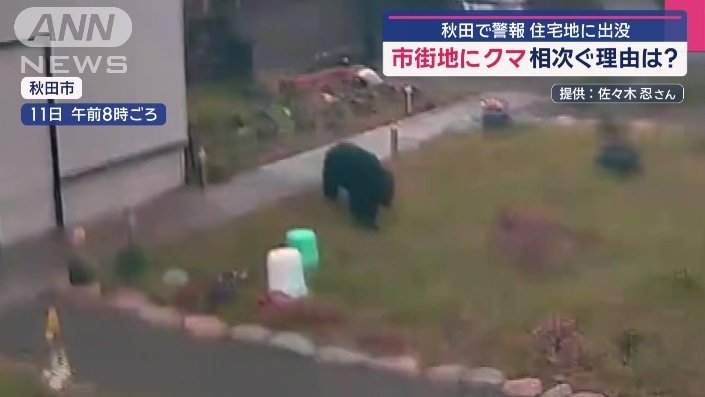 庭を小走りに横切るクマ