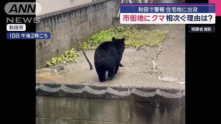 住宅の庭にクマ
