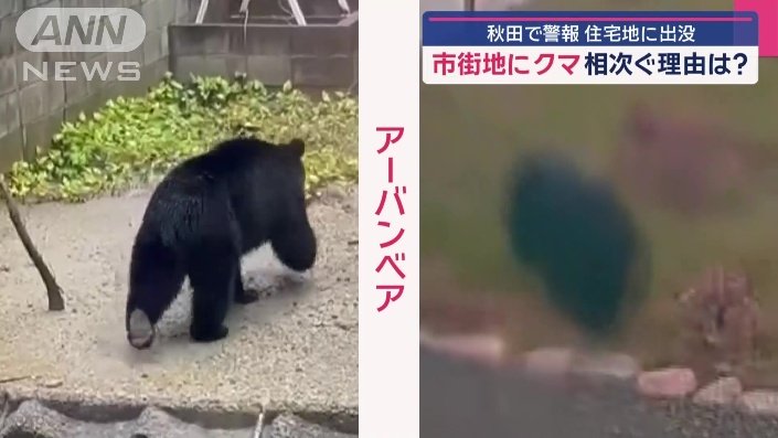 多い“アーバンベア”の目撃情報