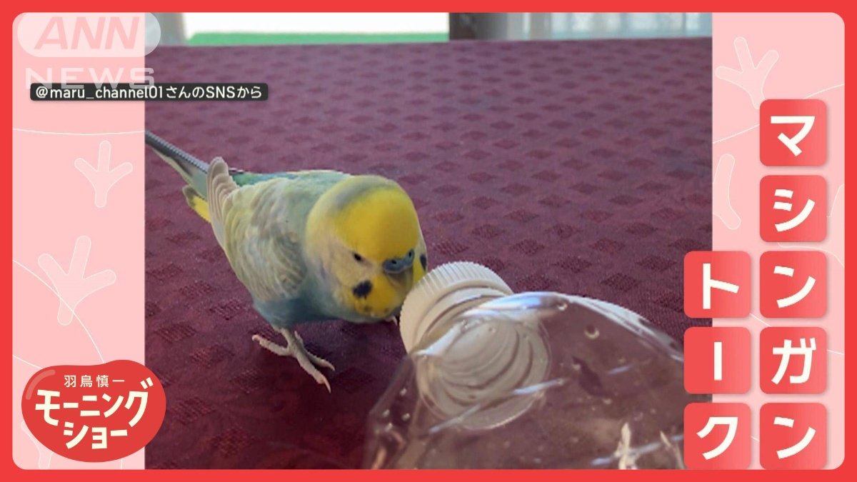 大阪在住インコさん ペットボトル相手にマシンガントーク！ なぜ  