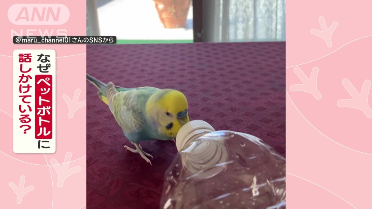 大阪在住インコさん ペットボトル相手にマシンガントーク！ なぜ