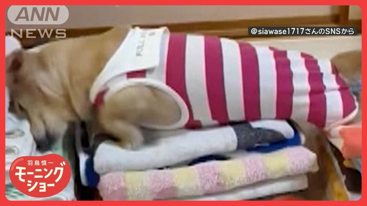 「畳んだのに〜」　洗濯物の上をほふく前進！　洗濯物に居座るワンちゃん　なぜ？