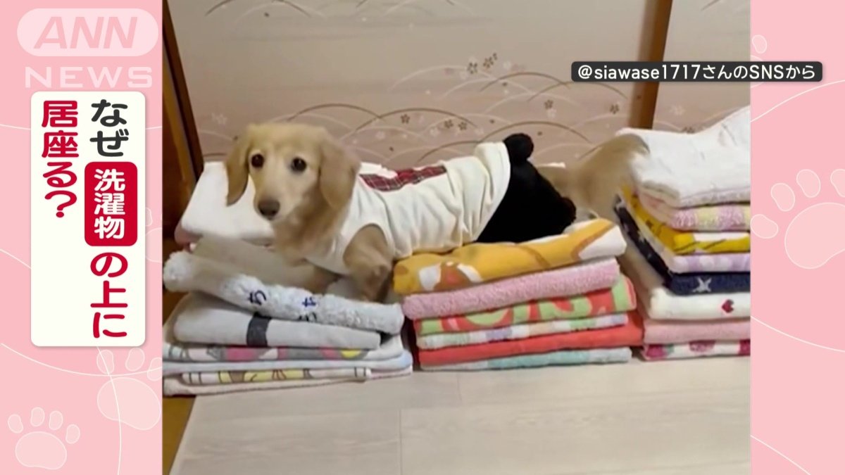 なぜ洗濯物の上に居座る？