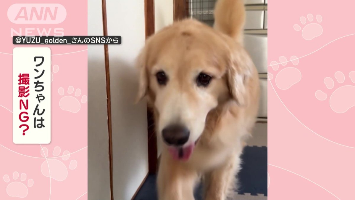 撮影嫌がってる?