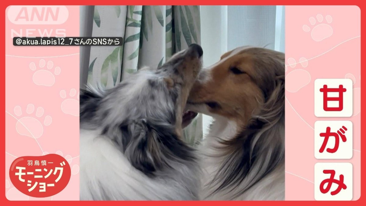 「顔をかむワン」　毎日、顔をハムハムするワンちゃん　かまれる側は遠い目…なぜ？