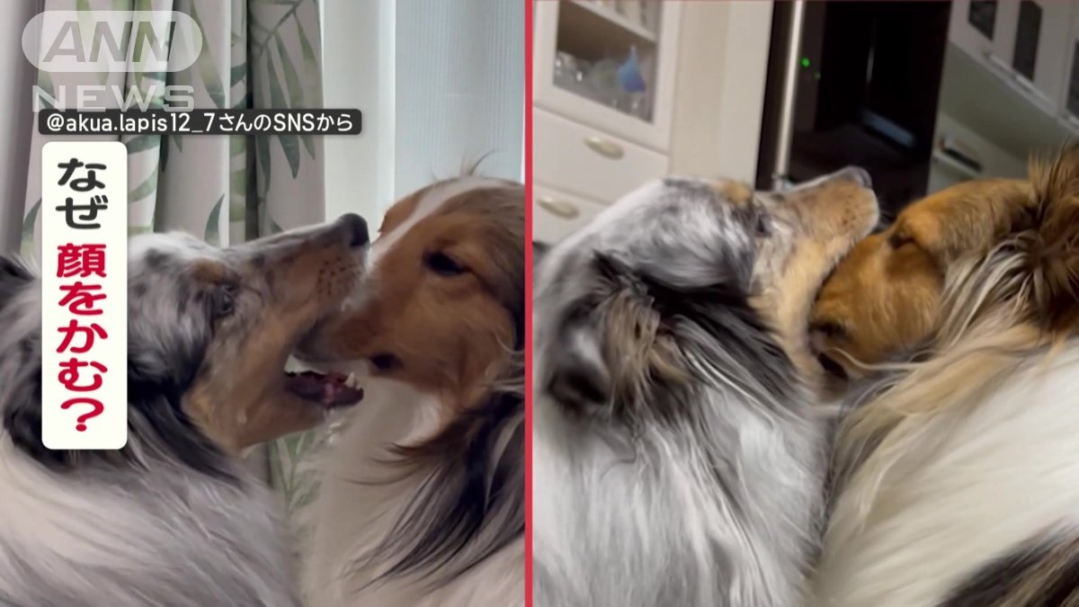 シェットランドシープドックのネルちゃん(2)、かんでいるのがラピスちゃん(3)