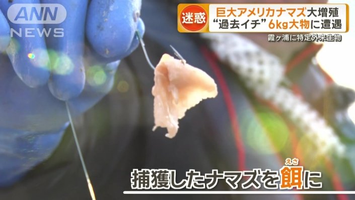 解体したナマズを餌に