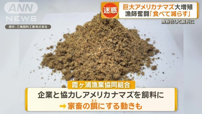 魚粉化して飼料にも