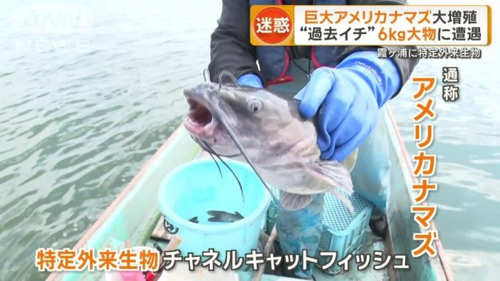 アメリカナマズ