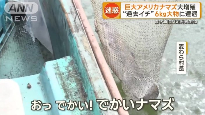 「でかいナマズ」