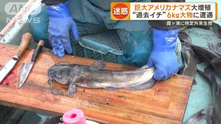 船の上でナマズさばく