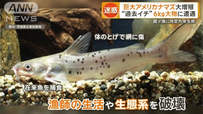 漁師の生活や生態系を破壊
