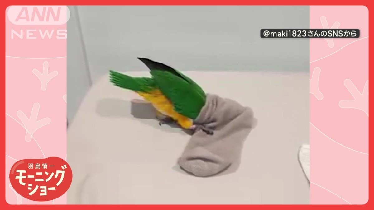 インコさん 頭スポッ 脚バタバタ… 無我夢中！ 靴下大好きインコさん なぜ頭を