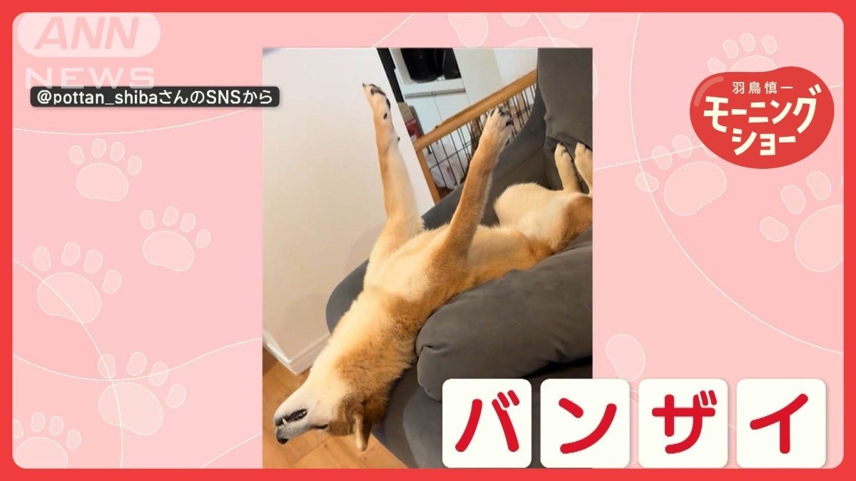 「バンザイポーズで熟睡するワン」仰向けのまま前脚ピーン！！　なぜすごい寝相なの？