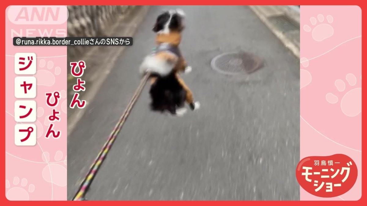 軽快に連続で大ジャンプ！　散歩中にピョンピョンするワンちゃん　なぜ跳びはねるの？