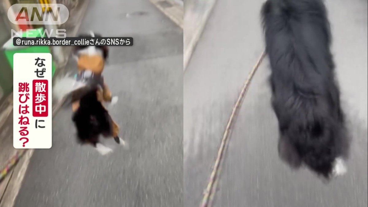 なぜ散歩中に跳びはねる？