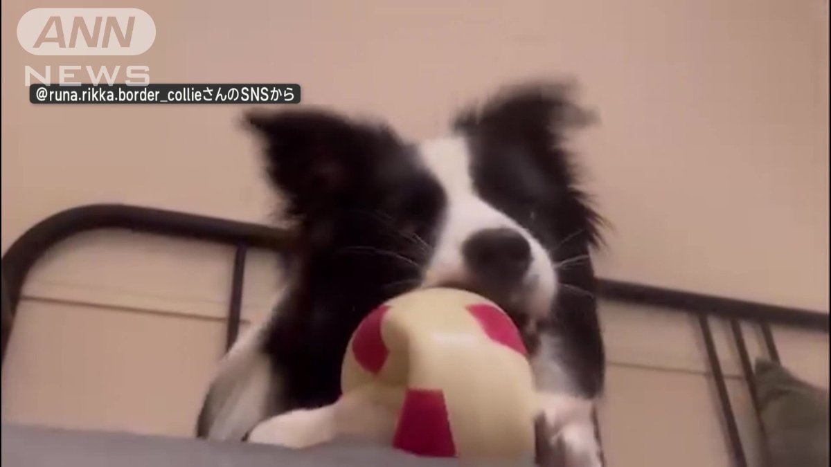 おもちゃで遊ぶ